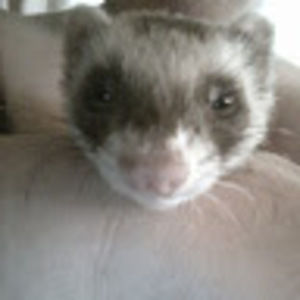 Meet your Posher, Sunny